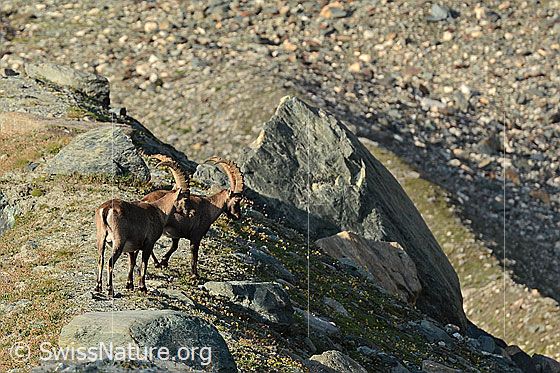 Photo: Two Capra ibex.