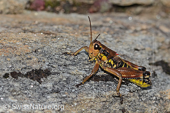 Foto: Gewöhnliche Gebirgsschrecke (Podisma pedestris). Länge 18mm. Männchen. Ansicht von der Seite.