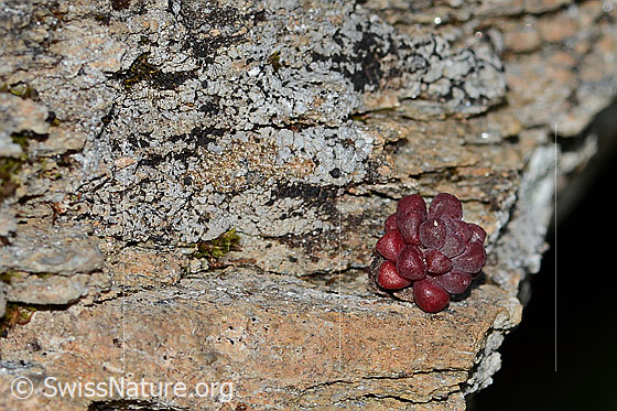 Foto: Dunkler Mauerpfeffer (Sedum atratum). Blätter.