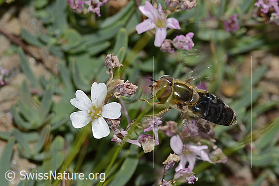 Foto: Frühe Grossstirnschwebfliege (Scaeva selenitica) auf Kriechendem Gipskraut (Gypsophila repens). Länge 16mm. Weibchen. Im Landeanflug. Ansicht von oben.