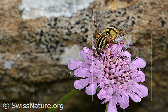 Foto: Grosse Sumpfschwebfliege (Helophilus trivittatus) auf Glänzender Skabiose (Scabiosa lucida). Länge 16mm. Weibchen. Flügel halb geöffnet. Ansicht von schräg vorne.