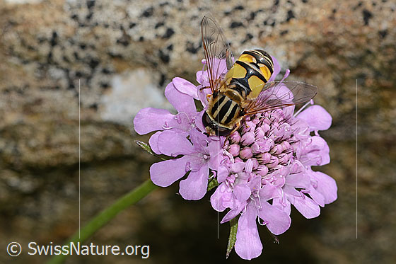 Foto: Grosse Sumpfschwebfliege (Helophilus trivittatus) auf Glänzender Skabiose (Scabiosa lucida). Länge 16mm. Weibchen. Flügel halb geöffnet. Ansicht von oben.