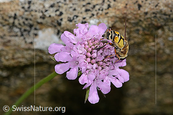 Foto: Grosse Sumpfschwebfliege (Helophilus trivittatus) auf Glänzender Skabiose (Scabiosa lucida). Länge 16mm. Weibchen. Flügel halb geöffnet. Ansicht von schräg hinten.