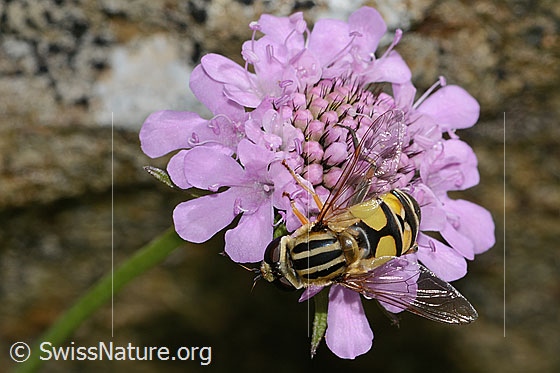 Foto: Grosse Sumpfschwebfliege (Helophilus trivittatus) auf Glänzender Skabiose (Scabiosa lucida). Länge 16mm. Weibchen. Flügel halb geöffnet. Ansicht von oben.