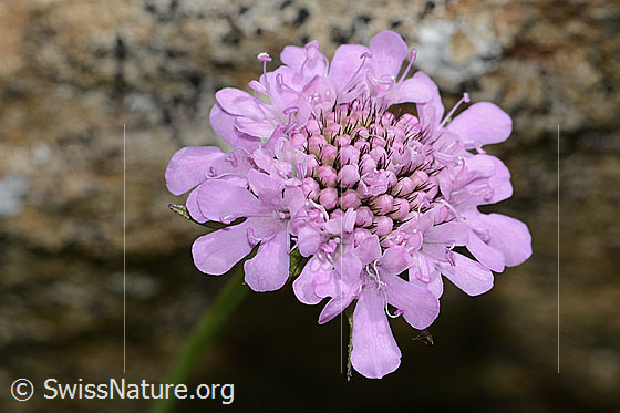 Foto: Glänzende Skabiose (Scabiosa lucida). Blüte.