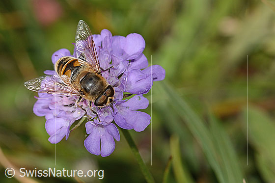 Photo: Eristalis tenax on Scabiosa lucida. Length 16mm. Female. View from above.