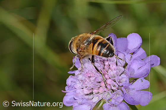 Photo: Eristalis tenax on Scabiosa lucida. Length 16mm. Female. View from behind.