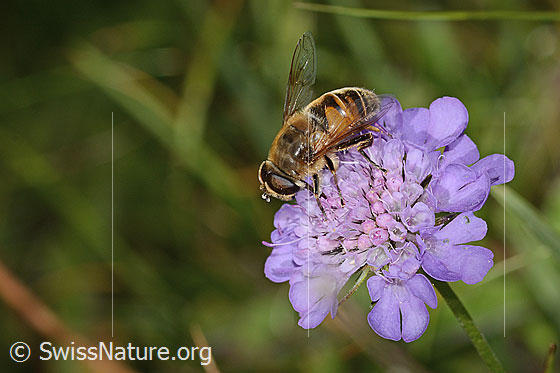 Photo: Eristalis tenax on Scabiosa lucida. Length 16mm. Female. View from the side above.