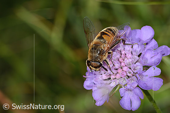 Photo: Eristalis tenax on Scabiosa lucida. Length 16mm. Female. View from the side above.