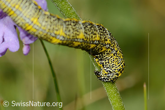 Foto: Raupe des Alpenspanners (Lycia alpina) auf Glänzender Skabiose (Scabiosa lucida). Hinterleib und Füsse von der Seite.