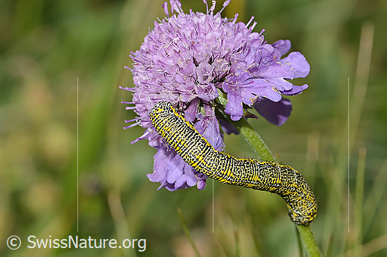 Foto: Raupe des Alpenspanners (Lycia alpina) auf Glänzender Skabiose (Scabiosa lucida). Wird auch Alpen-Dickleibspanner genannt. Ansicht von oben.