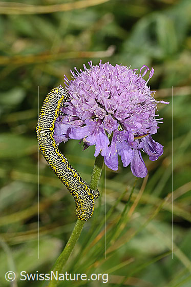 Foto: Raupe des Alpenspanners (Lycia alpina) auf Glänzender Skabiose (Scabiosa lucida). Wird auch Alpen-Dickleibspanner genannt. Ansicht von der Seite.