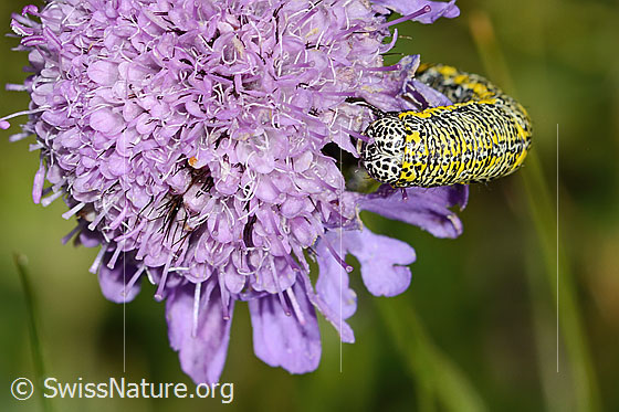 Foto: Raupe des Alpenspanners (Lycia alpina) auf Glänzender Skabiose (Scabiosa lucida). Ansicht von vorne.