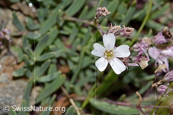 Foto: Kriechendes Gipskraut (Gypsophila repens). Blüte.
