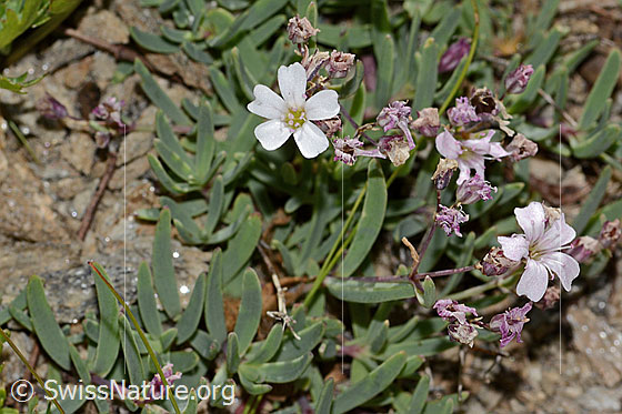 Foto: Kriechendes Gipskraut (Gypsophila repens). Ganze Pflanze (Habitus). Ansicht von oben.