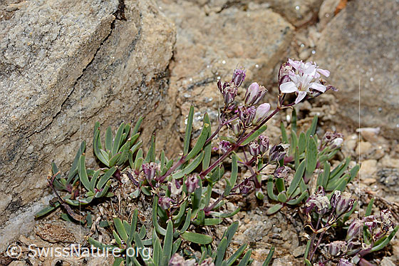 Photo: Gypsophila repens. Whole plant (habiti). View from the side.