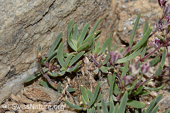 Photo: Gypsophila repens. Leaves.