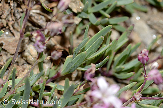 Foto: Kriechendes Gipskraut (Gypsophila repens). Blattunterseite.