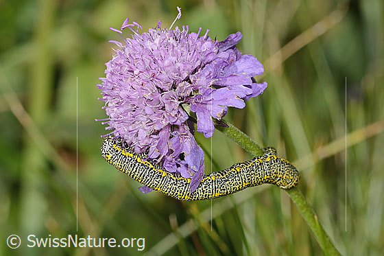 Foto: Raupe des Alpenspanners (Lycia alpina) auf Glänzender Skabiose (Scabiosa lucida). Ansicht von der Seite.