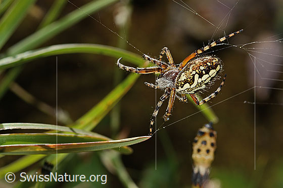 Photo: Aculepeira ceropegia. View from above.
