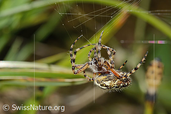 Foto: Eichblatt-Radspinne (Aculepeira ceropegia). Ansicht von der Seite.