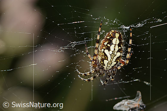 Photo: Aculepeira ceropegia. View from above.