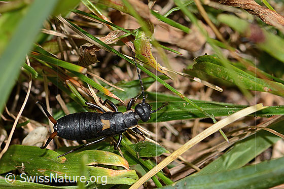 Foto: Zweipunkt-Ohrwurm (Anechura bipunctata). Länge 11mm. Nymphe. Ansicht von seitlich oben.
