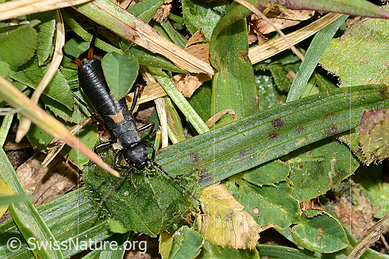 Foto: Zweipunkt-Ohrwurm (Anechura bipunctata). Länge 11mm. Nymphe. Ansicht von vorne oben.