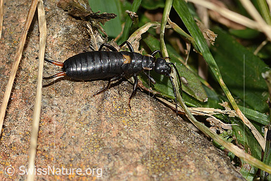 Foto: Zweipunkt-Ohrwurm (Anechura bipunctata). Länge 11mm. Nymphe. Ansicht von der Seite.
