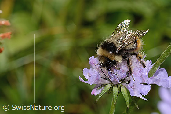 Foto: Wahrscheinlich Pyrenäenhummel (Bombus pyrenaeus) auf Glänzender Skabiose (Scabiosa lucida). Länge 20mm. Königin. Ansicht von seitlich vorne oben.