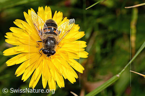 Photo: Eristalis tenax on Leontodon hispidus ssp. hispidus. Length 16mm. Female. View from above.