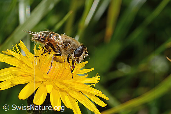Photo: Eristalis tenax on Leontodon hispidus ssp. hispidus. Length 16mm. Female. View from the side.