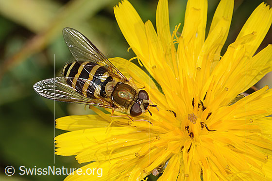 Photo: Syrphus torvus on Leontodon hispidus ssp. hispidus. Length 12mm. Female.  view from above.