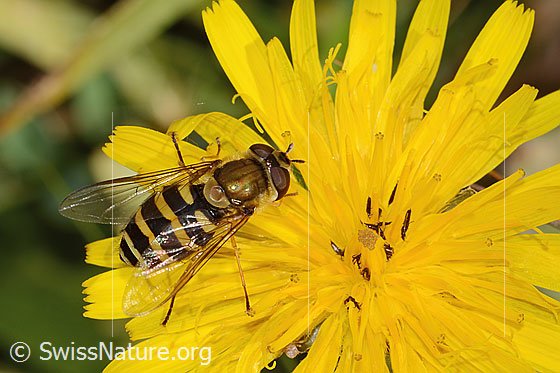 Foto: Behaarte Schwebfliege (Syrphus torvus) auf Gewöhnlichem Rauen Milchkraut (Leontodon hispidus ssp. hispidus). Länge 12mm. Weibchen. Ansicht von seitlich oben.