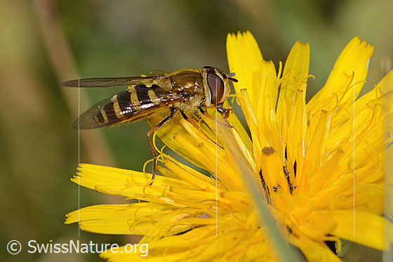 Foto: Behaarte Schwebfliege (Syrphus torvus) auf Gewöhnlichem Rauen Milchkraut (Leontodon hispidus ssp. hispidus). Länge 12mm. Weibchen. Ansicht von der Seite.