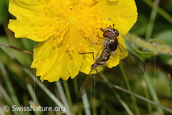 Photo: Meliscaeva auricollis on Helianthemum nummularium ssp. grandiflorum. Length 9mm. Female. View from top front.