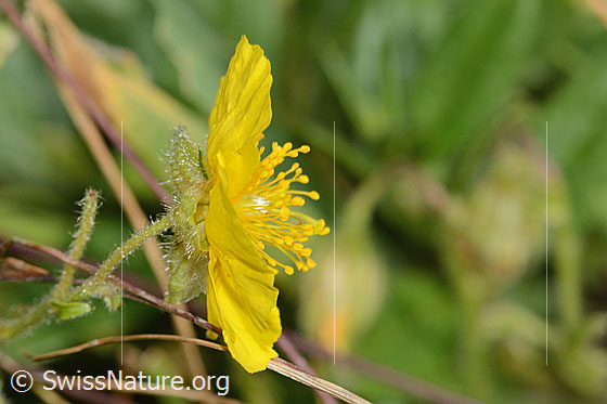 Photo: Probably Helianthemum nummularium ssp. Grandiflorum.  blossom, calyx and stem. View from the side.
