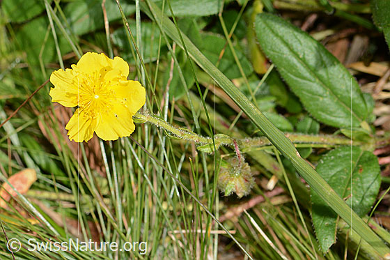 Photo: Probably Helianthemum nummularium ssp. grandiflorum. Whole plant.