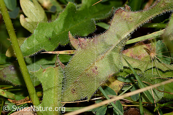 Photo: Probably Leontodon hispidus ssp. hispidus. Leaf underside.
