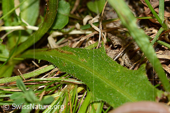 Foto: Wahrscheinlich Gewöhnliches Raues Milchkraut (Leontodon hispidus ssp. hispidus). Blattoberseite.
