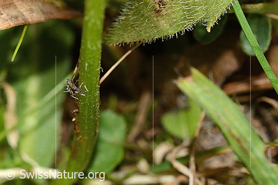 Foto: Wahrscheinlich Gewöhnliches Raues Milchkraut (Leontodon hispidus ssp. hispidus). Stängel und Blatt.