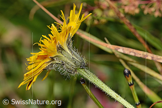 Foto: Wahrscheinlich Gewöhnliches Raues Milchkraut (Leontodon hispidus ssp. hispidus). Blüte und Stängel. Ansicht von der Seite.