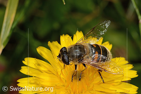 Photo: Eristalis tenax on Leontodon hispidus ssp. hispidus. Length 16mm. Female. View from diagonally above.
