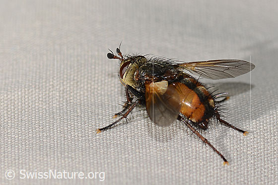 Foto: Peleteria ferina (Raupenfliege). Länge 10mm. Ansicht von seitlich oben.