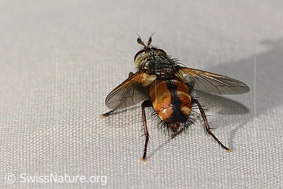 Foto: Peleteria ferina (Raupenfliege). Länge 10mm. Ansicht von hinten oben.