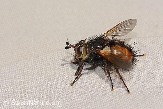 Foto: Peleteria ferina (Raupenfliege). Länge 10mm. Ansicht von seitlich oben.