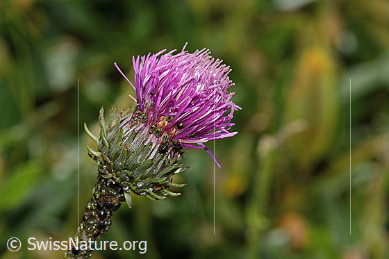 Photo: Probably Carduus defloratus ssp. defloratus. Blossom.