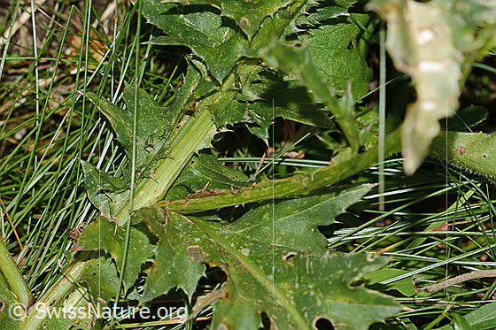 Photo: Probably Carduus defloratus ssp. defloratus. Leaves.