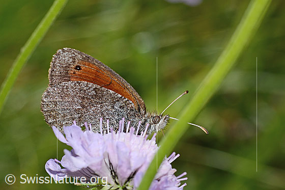 Foto: Schweizer Schillernder Mohrenfalter (Erebia tyndarus) auf Glänzender Skabiose (Scabiosa lucida). Flügel geschlossen. Ansicht von der Seite.