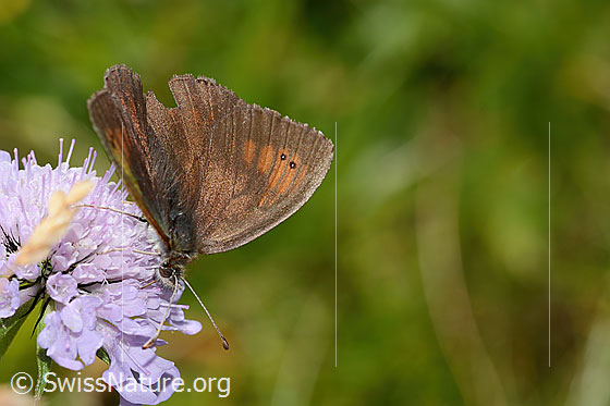 Foto: Schweizer Schillernder Mohrenfalter (Erebia tyndarus) auf Glänzender Skabiose (Scabiosa lucida). Flügel halb geöffnet. Ansicht von der Seite.